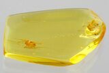 Detailed Fossil Spider (Araneae) In Baltic Amber #372599-1
